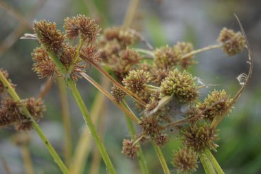 Cyperus Acuminatuss (coco-grass, Java grass, nut grass, mor fındık sedge, mor fındık sedge, kırmızı fındık sedge, Khmer kravanh chruk, rumput teki)