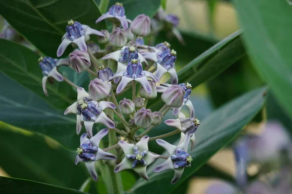 Calotropis gigantea (dev calotrope, Biduri, taç çiçeği) doğal bir arka planı vardır. Her çiçek merkezden yükselen beş noktalı taç ve küçük bir 