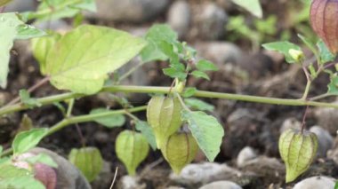 Physalis angulata (ceplukan, ciplukan, kabuklu domates, yer kirazı, physalis peruviana, İnka üzümü, Cape bektaşi üzümü, poha üzümü, altın böğürtlen) ilaç veya meyve için yararlı olan tropikal bitki