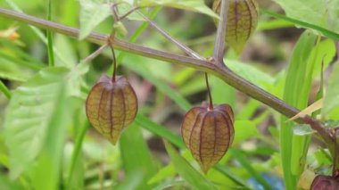 Physalis angulata (ceplukan, ciplukan, kabuklu domates, yer kirazı, physalis peruviana, İnka üzümü, Cape bektaşi üzümü, poha üzümü, altın böğürtlen) ilaç veya meyve için yararlı olan tropikal bitki