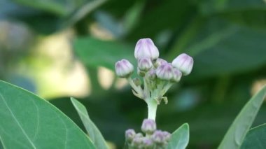 Calotropis gigantea (dev calotrope, Biduri, taç çiçeği) doğal bir arka planı vardır. Her çiçek merkezden yükselen beş noktalı taç ve küçük bir 