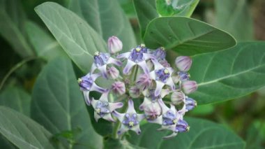 Calotropis gigantea (dev calotrope, Biduri, taç çiçeği) doğal bir arka planı vardır. Her çiçek merkezden yükselen beş noktalı taç ve küçük bir 