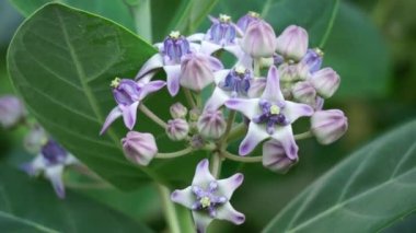 Calotropis gigantea (dev calotrope, Biduri, taç çiçeği) doğal bir arka planı vardır. Her çiçek merkezden yükselen beş noktalı taç ve küçük bir 