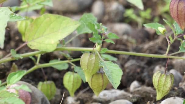 Physalis Angulata Ceplukan Ciplukan Husk Tomatoes Groundcherries Physalis Peruviana Inca — стоковое видео
