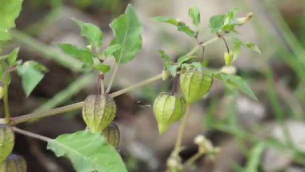 Physalis Angulata Ceplukan Ciplukan Tomates Décortiquées Cerises Terre Physalis Péruviana — Video