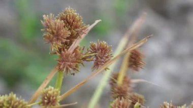 Cyperus Acuminatuss (coco-grass, Java grass, nut grass, mor fındık sedge, mor fındık sedge, kırmızı fındık sedge, Khmer kravanh chruk, rumput teki)