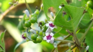 Paederia foetida (ayrıca skunkvine, stinkvine, gembrot, sembukan, Çin humması olarak da bilinir) bahçede bulunur. Bu bitkinin özel bir aroması var ve Endonezya 'da sık sık buhar besin olarak kullanılır.