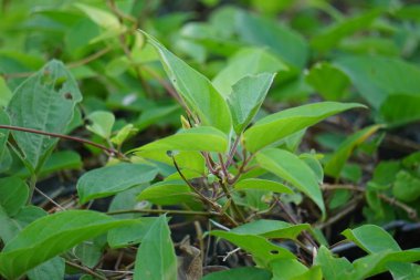 Paederia foetida (ayrıca skunkvine, stinkvine, gembrot, sembukan, Çin humması olarak da bilinir) bahçede bulunur. Bu bitkinin özel bir aroması var ve Endonezya 'da sık sık buhar besin olarak kullanılır.