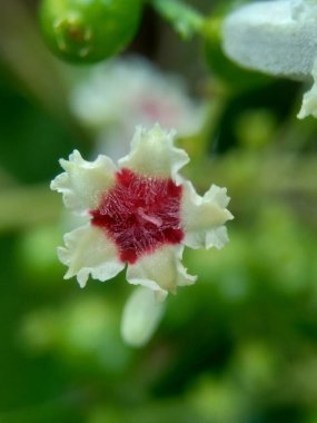 Paederia foetida (ayrıca skunkvine, stinkvine, gembrot, sembukan, Çin humması olarak da bilinir) bahçede bulunur. Bu bitkinin özel bir aroması var ve Endonezya 'da sık sık buhar besin olarak kullanılır.