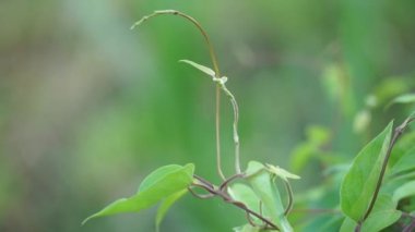 Paederia foetida (ayrıca skunkvine, stinkvine, gembrot, sembukan, Çin humması olarak da bilinir) bahçede bulunur. Bu bitkinin özel bir aroması var ve Endonezya 'da sık sık buhar besin olarak kullanılır.