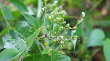 Paederia foetida (ayrıca skunkvine, stinkvine, gembrot, sembukan, Çin humması olarak da bilinir) bahçede bulunur. Bu bitkinin özel bir aroması var ve Endonezya 'da sık sık buhar besin olarak kullanılır.