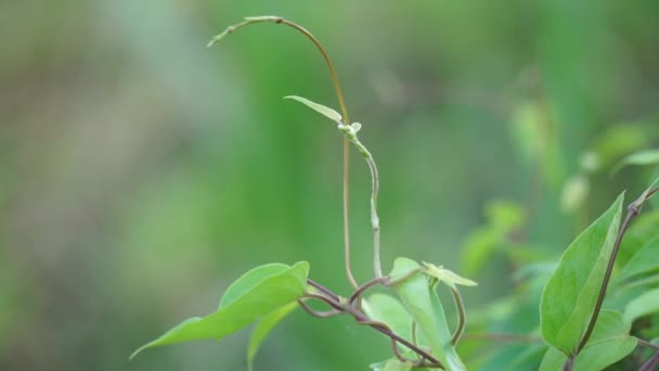 庭のパエデリア フェティダ Skunvine Stinkvine Gembrot Sembukan 中国語熱ブドウとも呼ばれます この植物には特別な香りがあり インドネシア人はしばしば蒸気食品として使用します — ストック動画
