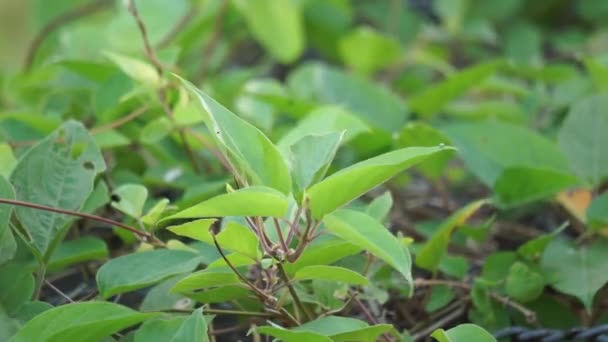 庭のパエデリア フェティダ Skunvine Stinkvine Gembrot Sembukan 中国語熱ブドウとも呼ばれます この植物には特別な香りがあり インドネシア人はしばしば蒸気食品として使用します — ストック動画