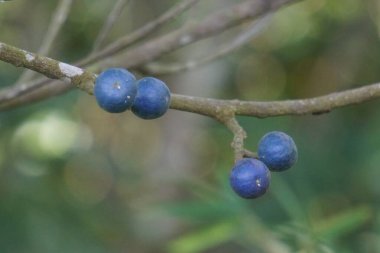 Elaeocarpus ganitrus (Jenitri, Ganitri, ganitris, ganitris). Meyve oldukça büyük tohumlarla mor renklidir ve genellikle takılarda boncuk olarak kullanılır. 