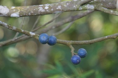 Elaeocarpus ganitrus (Jenitri, Ganitri, ganitris, ganitris). Meyve oldukça büyük tohumlarla mor renklidir ve genellikle takılarda boncuk olarak kullanılır. 