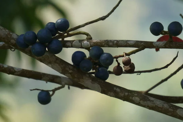 엘레오카푸스 가니트러스 제니트리 가니트리 가니트리 가니트리스 가니트리스 과일은 씨앗을 색깔에서 — 스톡 사진
