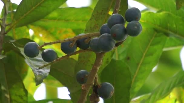 Elaeocarpus Ganitrus Jenitri Ganitri Ganiter Atau Ganitris Kimkungtsi Fruit Purple — Stock Video