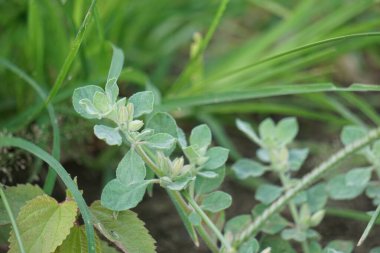 Glinus Lotoides (Şam, nilüfer suyu olarak da bilinir). Bu bitki mevsimsel olarak sular altında kalmış topraklarda bulunur ve ilaç ve yiyecek olarak birçok geleneksel kullanıma sahiptir.