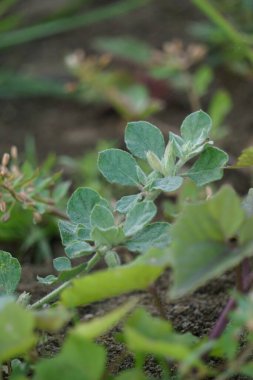 Glinus Lotoides (Şam, nilüfer suyu olarak da bilinir). Bu bitki mevsimsel olarak sular altında kalmış topraklarda bulunur ve ilaç ve yiyecek olarak birçok geleneksel kullanıma sahiptir.