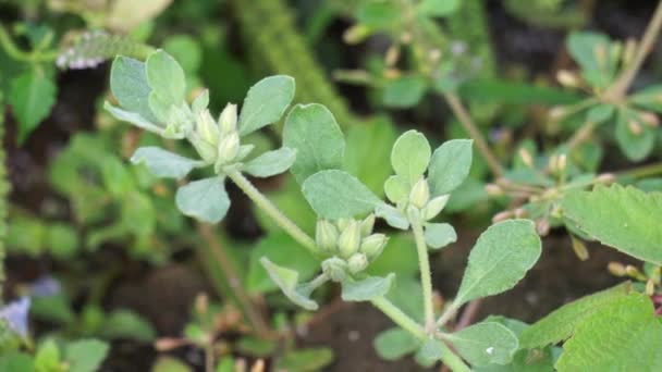 Glinus Lotoides Auch Damascisa Lotussaft Genannt Diese Pflanze Kommt Saisonal — Stockvideo