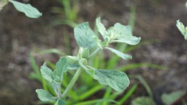 Glinus Lotoides Auch Damascisa Lotussaft Genannt Diese Pflanze Kommt Saisonal — Stockvideo