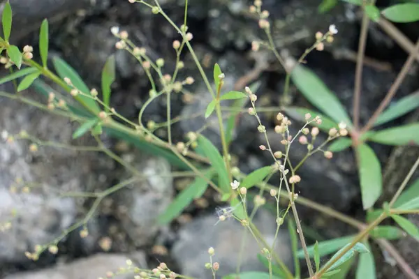 Houstonia Longifolia 블루엣 식물은 Rubiaceae 가족의 다년생 식물입니다 — 스톡 사진