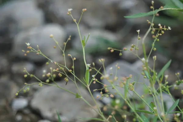 Houstonia Longifolia 블루엣 식물은 Rubiaceae 가족의 다년생 식물입니다 — 스톡 사진
