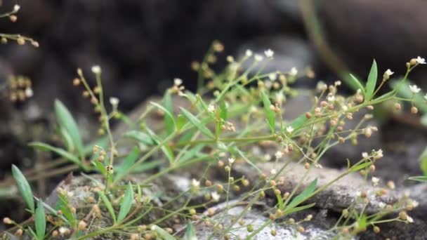 Houstonia Longifolia Långbladig Blåa Långbladig Sommarblåa Denna Växt Perenn Växt — Stockvideo