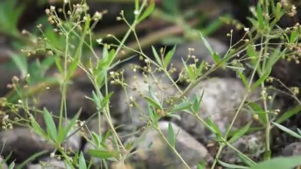 Houstonia Longifolia Langbladige Bluet Langbladige Zomerbluet Deze Plant Een Vaste — Stockvideo