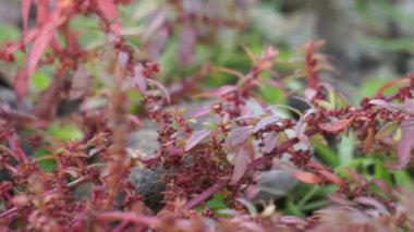 Acalypha gracilens (ince üç çekirdekli cıva, üç çekirdekli cıva). Bu otların patlama mekanizmaları ya da karıncalar tarafından dağıldığına inanılıyor.