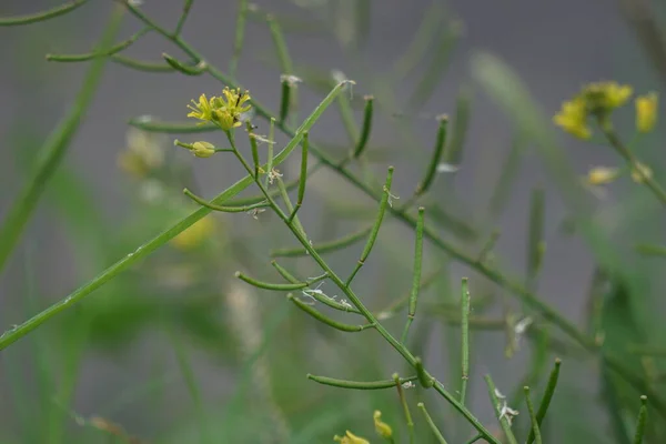 Δεσκουραινία Σοφία Φλίξγουιντ Βότανο Σοφία Τανσία Μουστάρδα Αυτό Φυτό Θεωρείται — Φωτογραφία Αρχείου