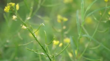 Descurainia sothe (flixweed, bitki-Sophia, tansy hardal). Bu bitki geleneksel İran tıbbında tıbbi bir malzeme olarak kabul edilir.