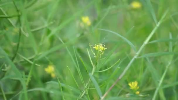 데쿠라니아 소피아 Flixweed 소피아 식물은 전통적인 의학의 성분으로 간주됩니다 — 비디오