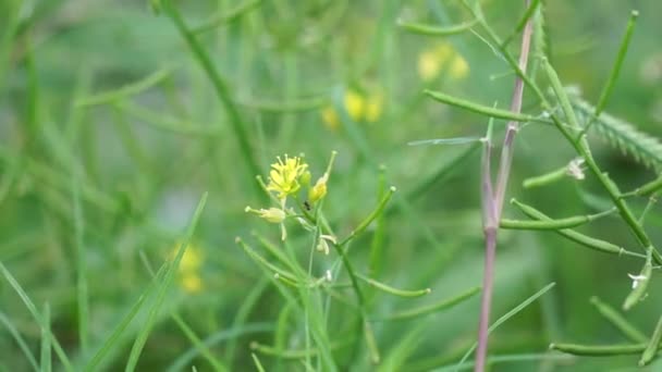데쿠라니아 소피아 Flixweed 소피아 식물은 전통적인 의학의 성분으로 간주됩니다 — 비디오