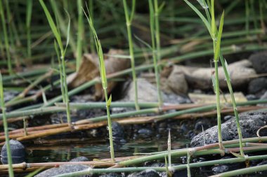 Sporobolus Alterniflorus (Spartina alterniflora, pürüzsüz çim, tuzlu bataklık çimi, tuzlu su kordotu) nehirde bulunur.