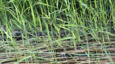 Sporobolus Alterniflorus (Spartina alterniflora, pürüzsüz çim, tuzlu bataklık çimi, tuzlu su kordotu) nehirde bulunur.