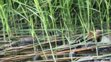 Sporobolus Alterniflorus (Spartina alterniflora, pürüzsüz çim, tuzlu bataklık çimi, tuzlu su kordotu) nehirde bulunur.