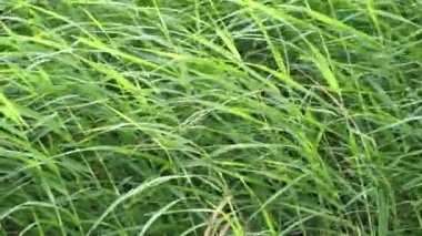 Sporobolus Alterniflorus (Spartina alterniflora, pürüzsüz çim, tuzlu bataklık çimi, tuzlu su kordotu) nehirde bulunur.