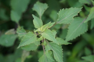 Bazilika polistachyon (Daun sangket). Bu bitki sivrisinek ısırıklarını önlemek için kullanılır.