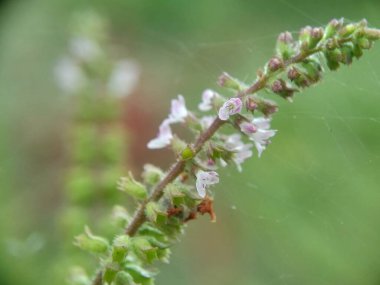 Bazilika polistachyon (Daun sangket). Bu bitki sivrisinek ısırıklarını önlemek için kullanılır.