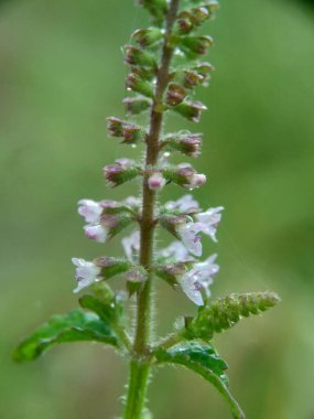 Bazilika polistachyon (Daun sangket). Bu bitki sivrisinek ısırıklarını önlemek için kullanılır.