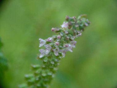 Bazilika polistachyon (Daun sangket). Bu bitki sivrisinek ısırıklarını önlemek için kullanılır.