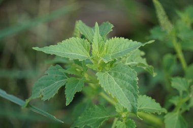 Bazilika polistachyon (Daun sangket). Bu bitki sivrisinek ısırıklarını önlemek için kullanılır.