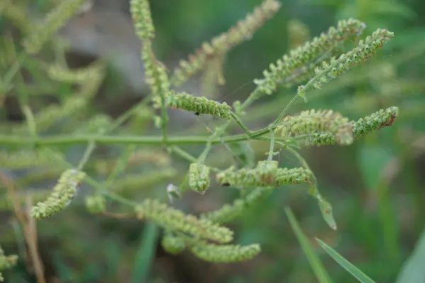 バジリカムポリスタッチヨン 太陽の歌 この植物は蚊に刺されるのを防ぐのに使用されます — ストック写真
