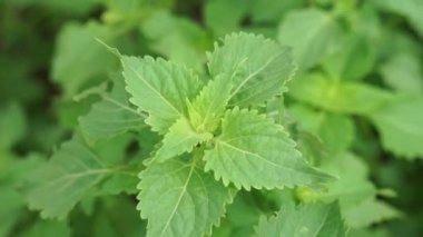 Bazilika polistachyon (Daun sangket). Bu bitki sivrisinek ısırıklarını önlemek için kullanılır.