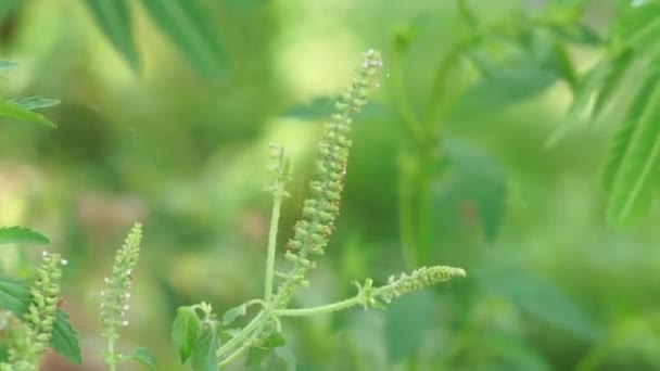 Фалликум Полистахион Daun Sangket Растение Используется Предотвращения Укусов Комаров — стоковое видео