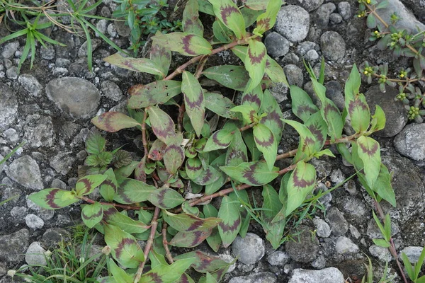 Persicaria odorata (Vietnam kişniş otu, rau rm, laksa yaprağı, Vietnam kişniş otu). Bitkinin cinsel dürtüleri bastırdığına inanılıyor.