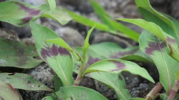 ペルシアの臭い ベトナムのコリアンダー ラッサの葉 ベトナムのコリアンタ 植物は性的衝動を抑制すると考えられています — ストック動画