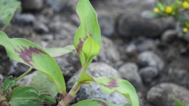 Persicaria Odorata Βιετναμέζικο Κόλιανδρο Rau Φύλλο Λάξας Βιετναμέζικο Κόλιανδρο Φυτό — Αρχείο Βίντεο