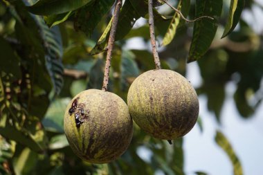 Mangifera foetida (bacang, ambacang, embacang, mangga bacang, limus, pakl, hambawang). Bu meyve mangoya benzer ama daha güzel kokulu bir kokusu vardır.